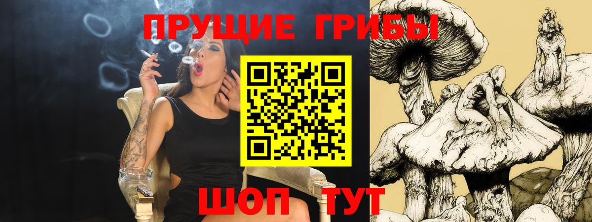 Галлюциногенные грибы Psilocybe Калининград